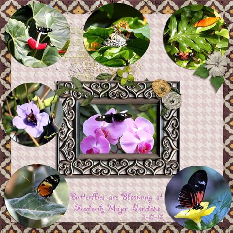 Butterflies at Meifers Gardens
