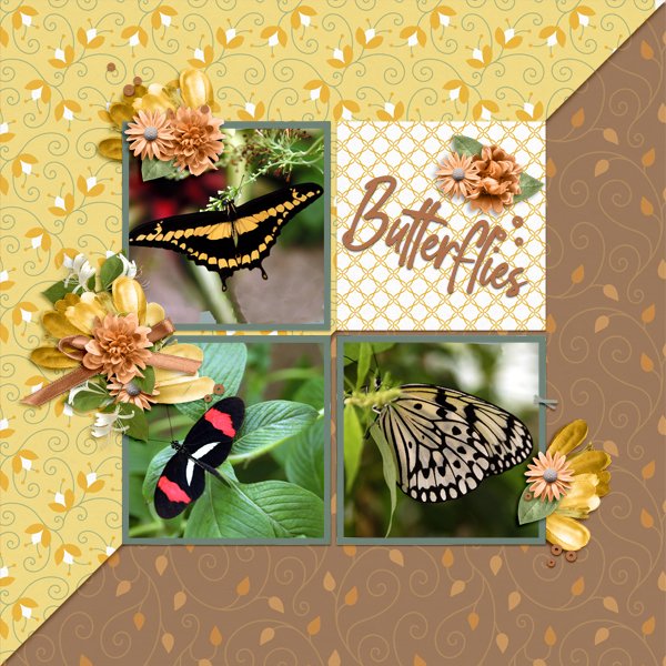 Butterflies.jpg