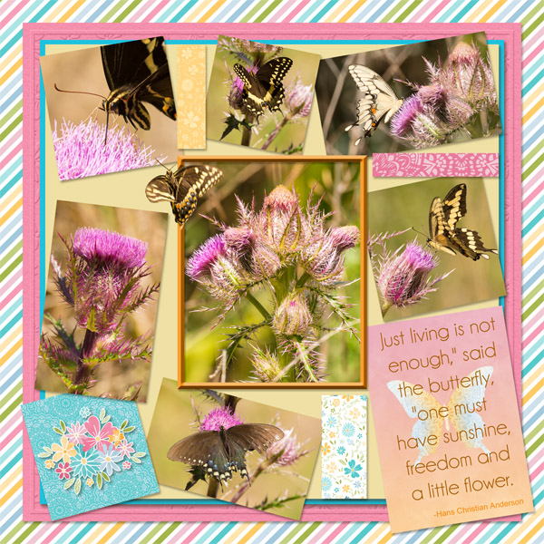 Butterflies on Thistles