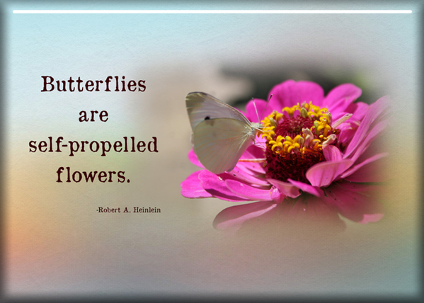 Butterflies