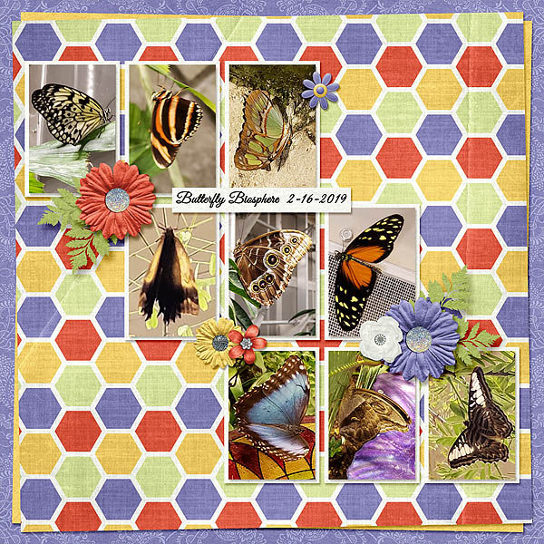 Butterflies