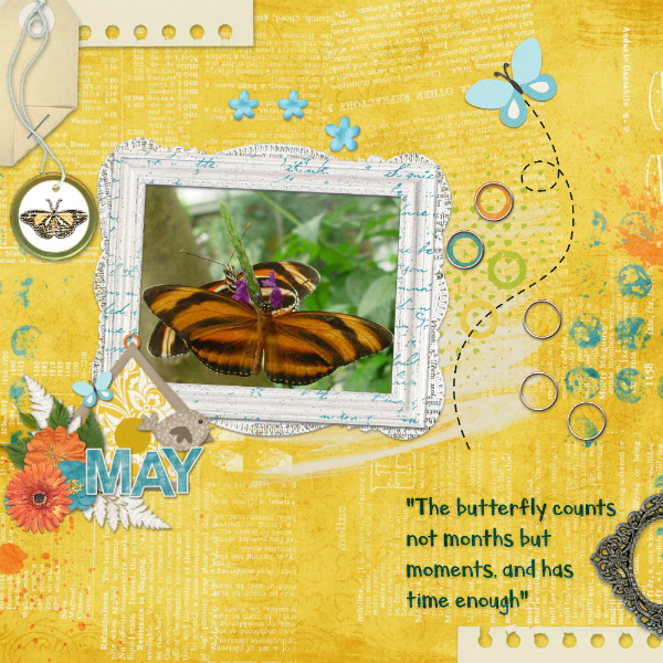 butterflies