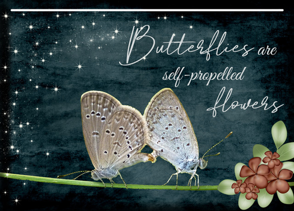 Butterflies