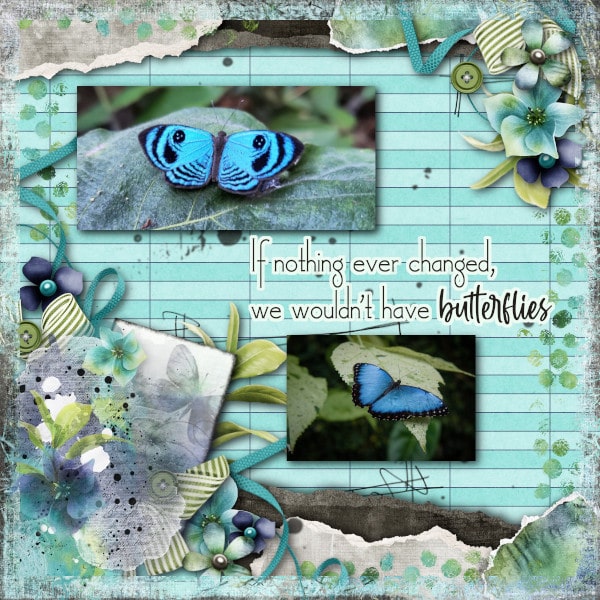 Butterflies