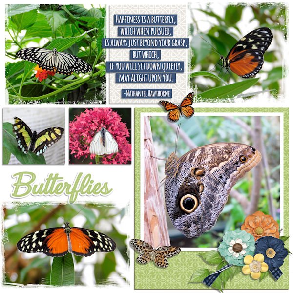 Butterflies