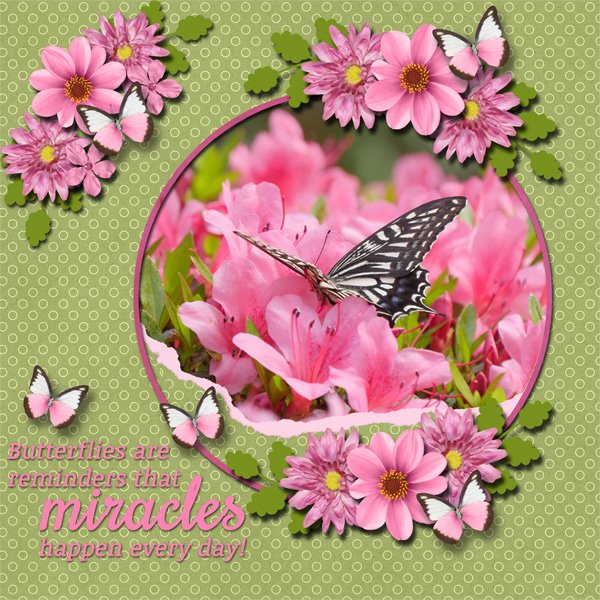 Butterflies