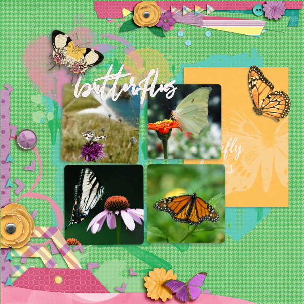 butterflies9