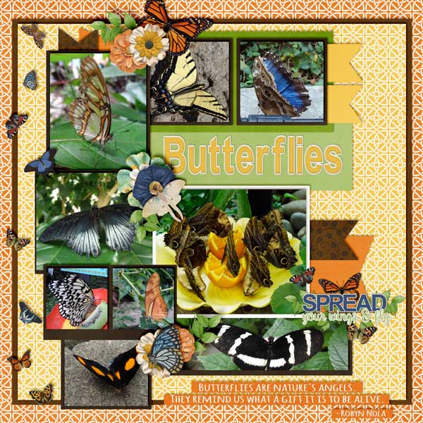 Butterflies_pics_galore