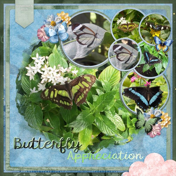Butterfly Appreciation