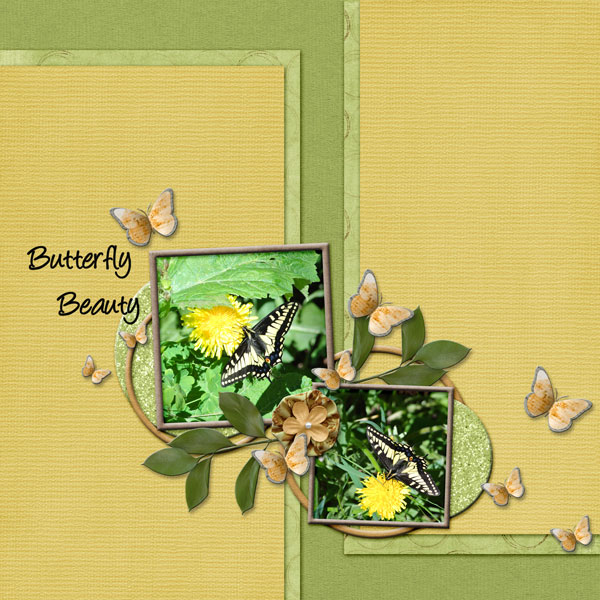 Butterfly Beauty