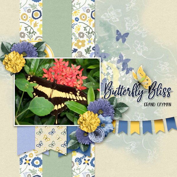 Butterfly Bliss
