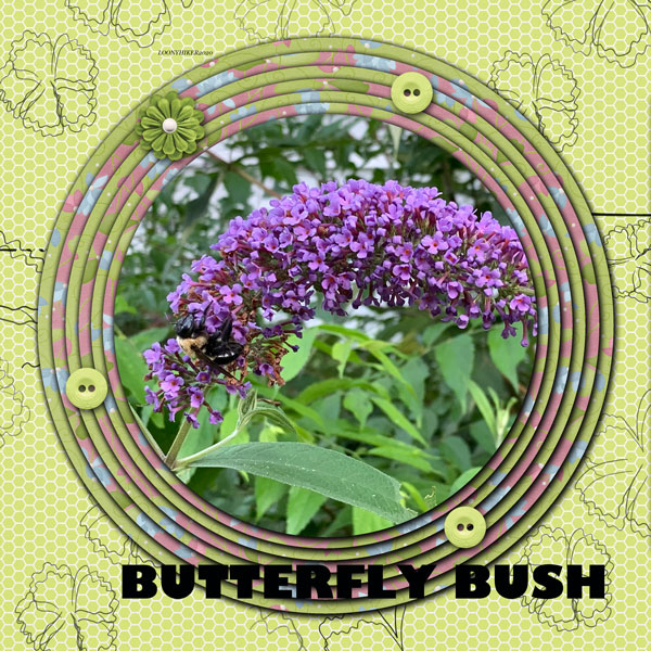 Butterfly Bush