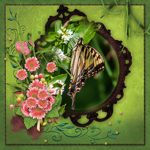 butterfly butterfly