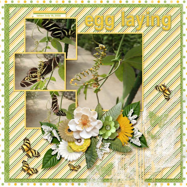 butterfly eggs small.jpg