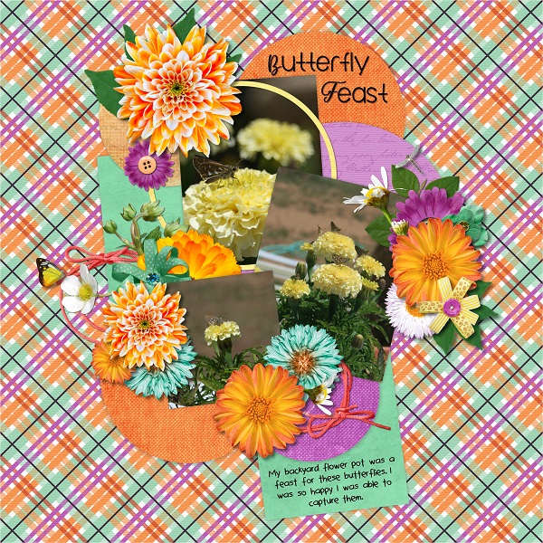 Butterfly Feast