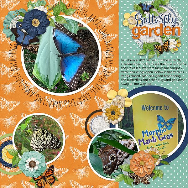 Butterfly Garden