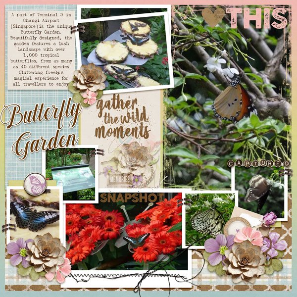 Butterfly Garden