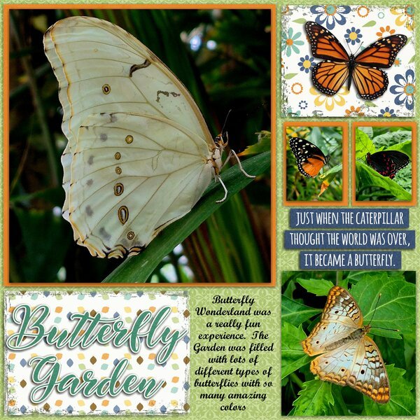 Butterfly Garden