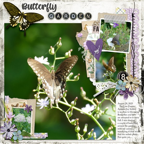 Butterfly Garden