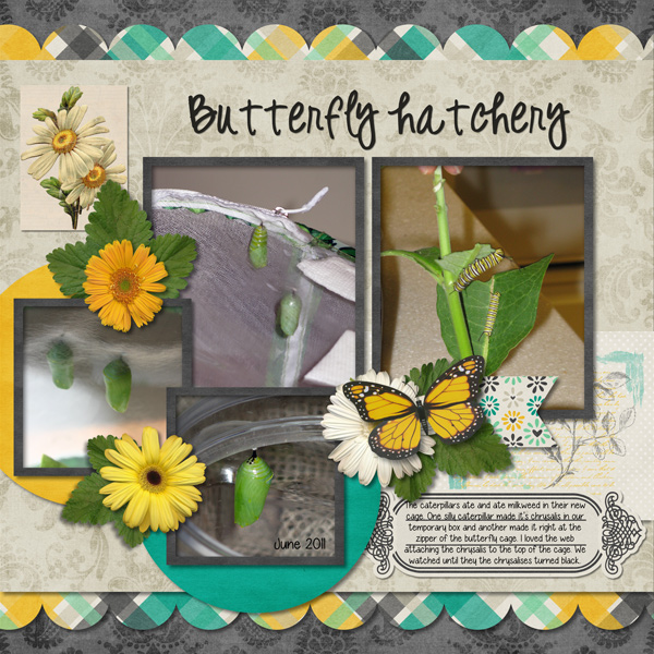Butterfly Hatchery