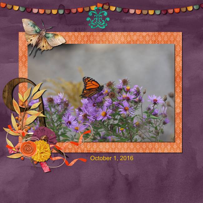 Butterfly in Orange and Purple