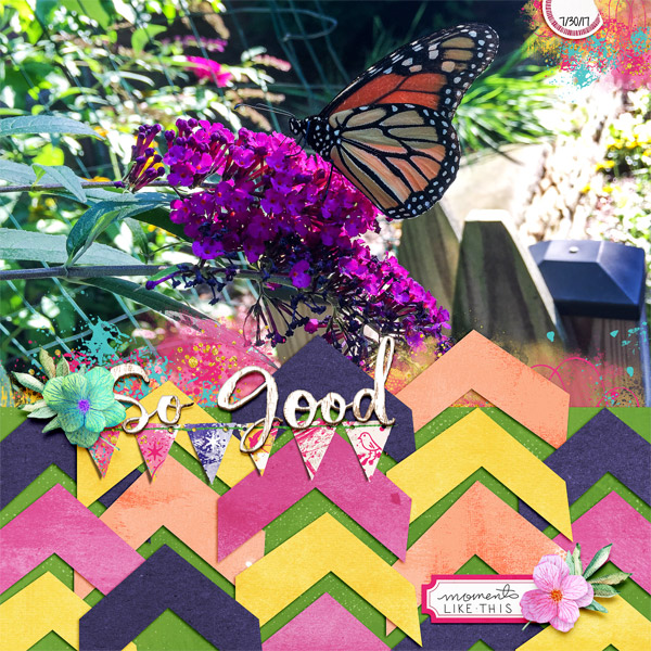 Butterfly on a bush