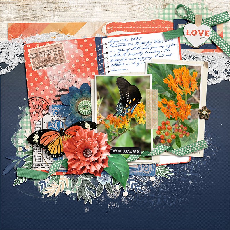 Butterfly Weed - August 2025