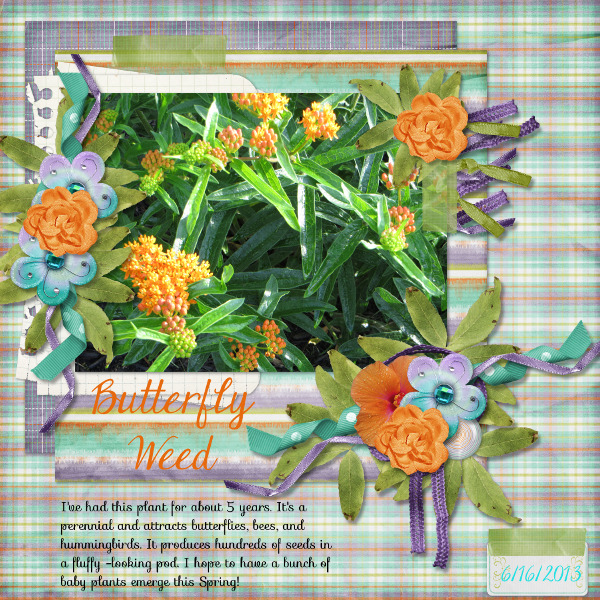 Butterfly Weed