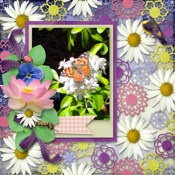 Butterfly