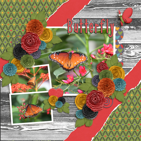 Butterfly