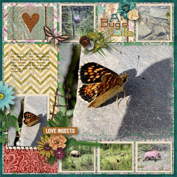 Butterfly