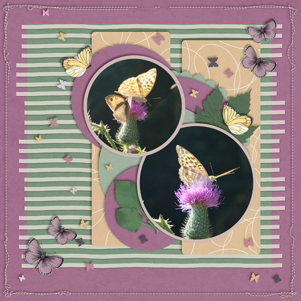 Butterfly