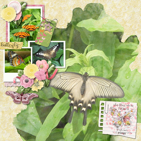 Butterfly