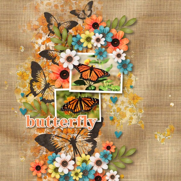 Butterfly