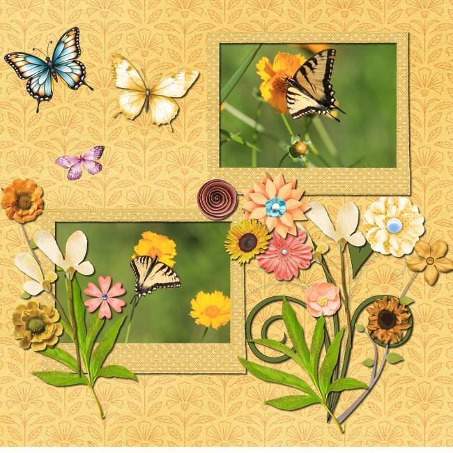 Butterfly