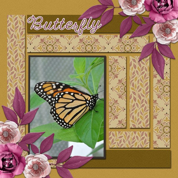 BUTTERFLY