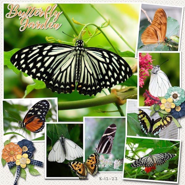 Butterfly