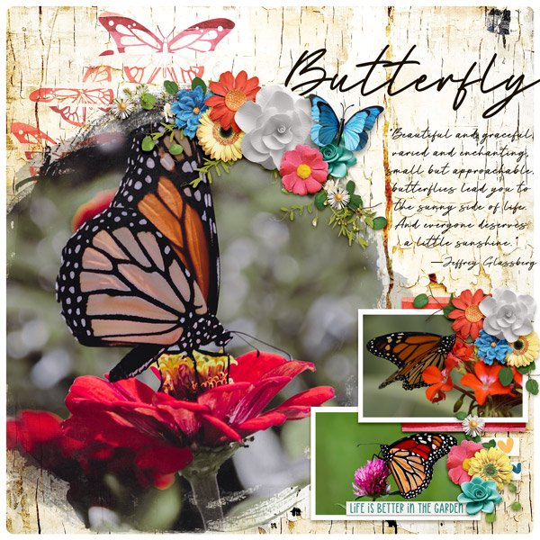 Butterfly