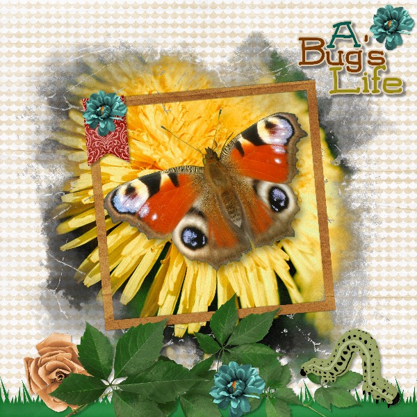 Butterfly19