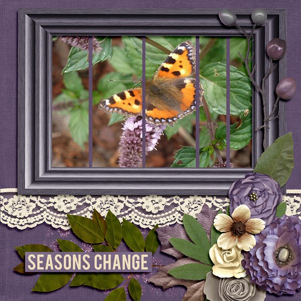 butterfly6