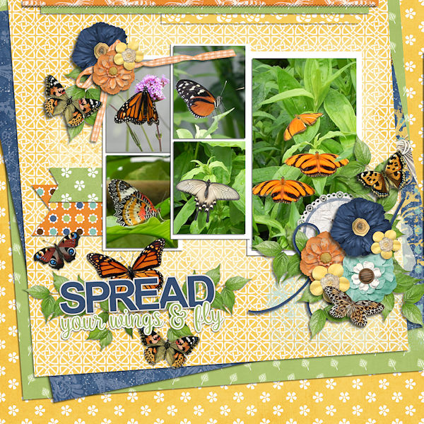 Butterflys