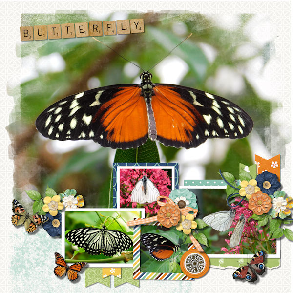 Butterflys