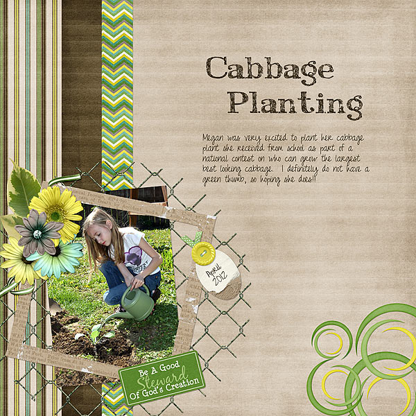 Cabbage Planting