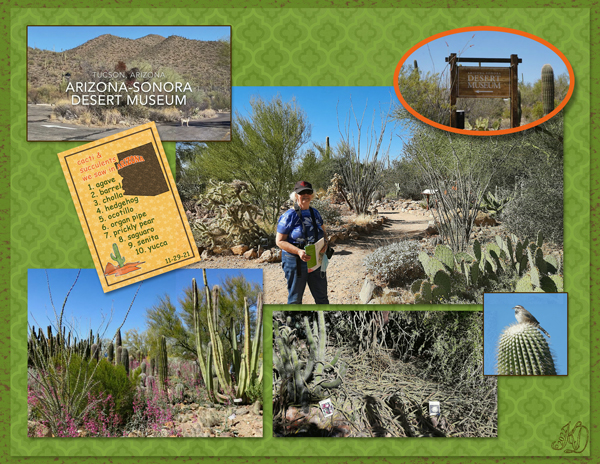 cacti we saw in Arizona
