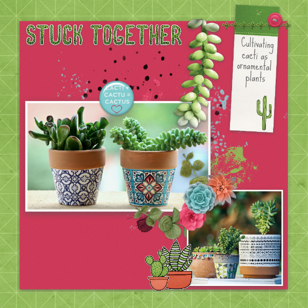 Cacti