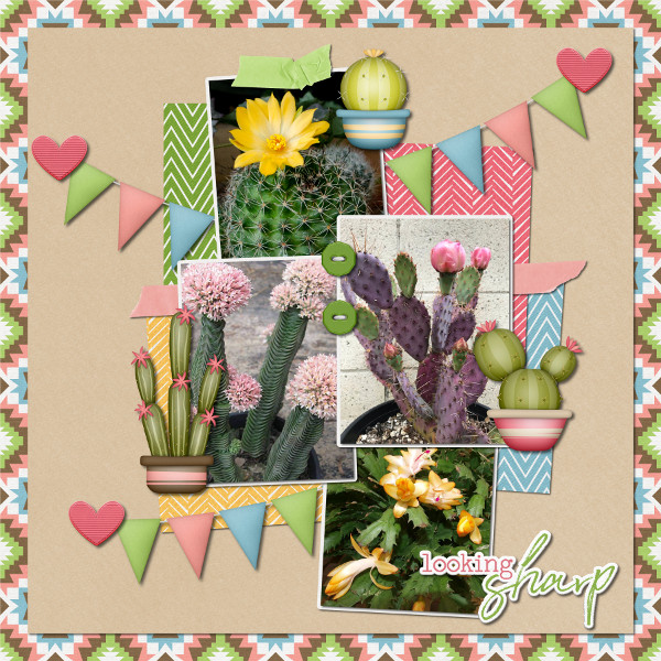 cacti