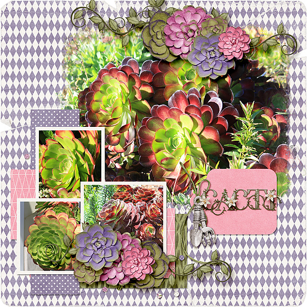Cacti