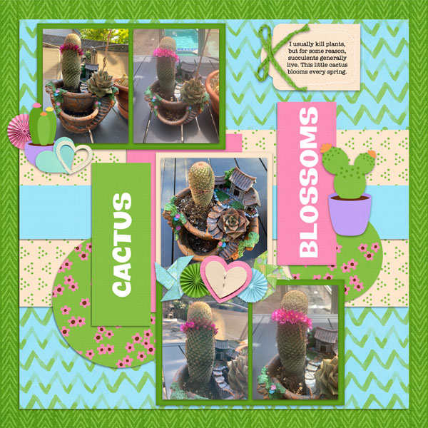 Cactus Blossoms