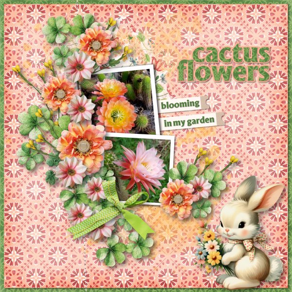 cactus flowers