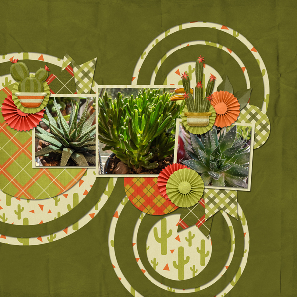 Cactus Garden